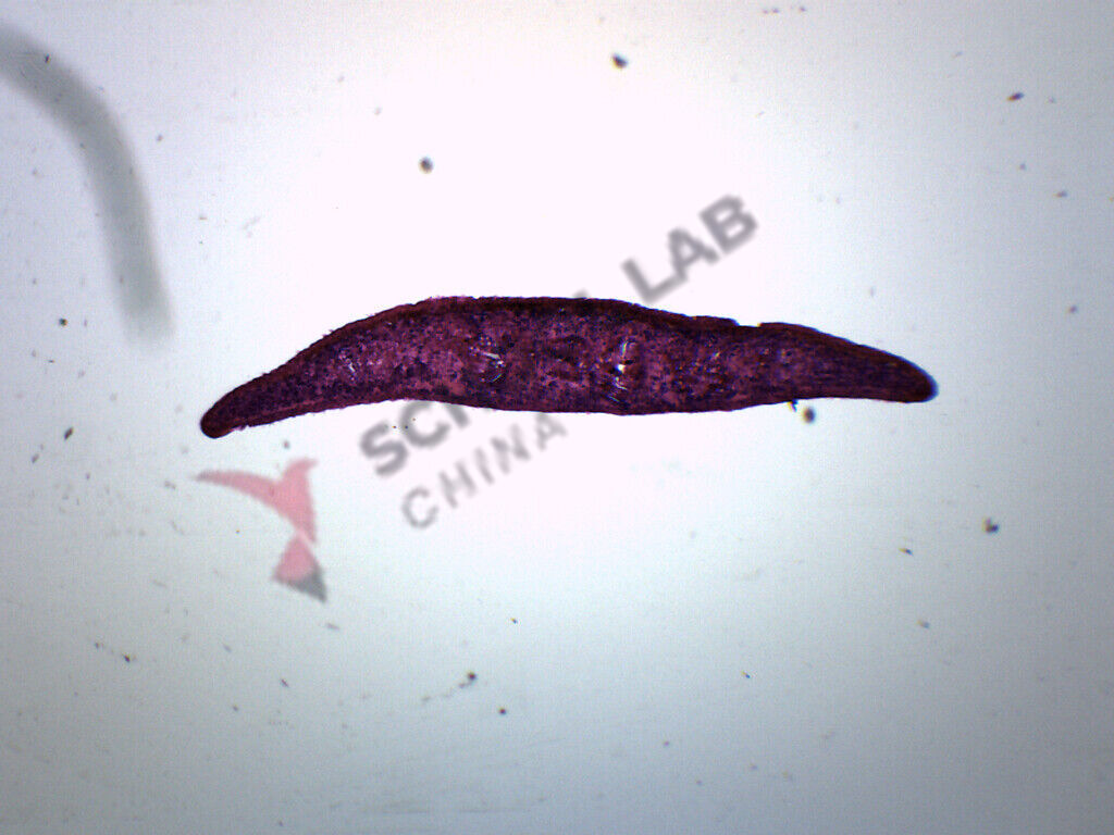 Prepared Microscope Slide - Paramecium caudatum W.M.